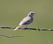 Vesper Sparrow